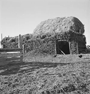 Thatched Gallery: Two-year old barn, sage bush thatched (name: Hull), Dead Ox Flat, Malheur County, Oregon, 1939