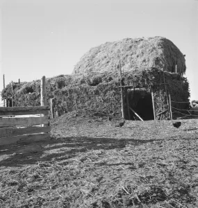 Subterranean Prints: Two-year old barn, sage bush thatched (name: Hull)