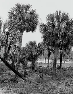 Tybee Island, palmettoes, Savannah, Ga. c1907. Creator: Unknown