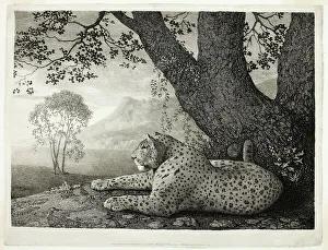 Leopard Prints: A Tyger (A Recumbent Leopard by a Tree), May 1, 1788. Creator: George Stubbs