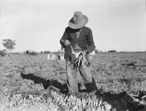 Carrot Gallery: Tying carrots in Imperial Valley, near Meloland, California, 1939. Creator: Dorothea Lange