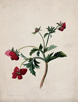 1839 Prints: A type of aven (Geum species): flowering stem, 1839. Creator: Mary Anne Bayfield