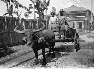 Type d'attelage aux Philippines; Les Terres Du Pacifique, 1914. Creator: Unknown