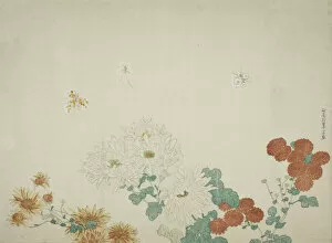 Images Dated 7th February 2022: Three Types of Chrysanthemums, Japan, c. 1790. Creator: Kitao Shigemasa