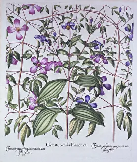 German School 17th Century Prints: Three Types of Clematis, from Hortus Eystettensis, by Basil Besler (1561-1629), pub