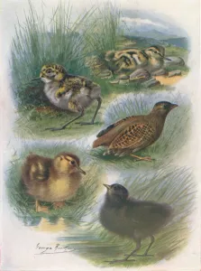 Duckling Prints: Types of Nidifugous Nestlings, c1910, (1910). Artist: George James Rankin