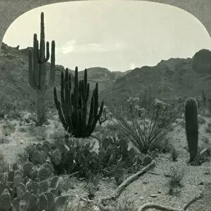 Arizona Collection: Typical Cacti of Southern Arizona Desert, Pima County, c1930s. Creator: Unknown