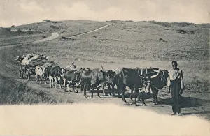 A typical ox waggon - South Africa, early 20th century. Creator: Unknown