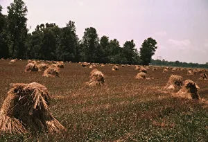 Post Marion Prints: Typical southeastern Georgia farm with newly harvested field of oats