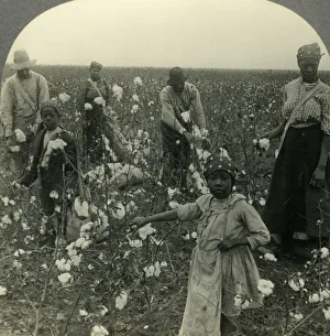 Cotton Prints: A Typical Texas Cotton Field at Picking Time, c1930s. Creator: Unknown