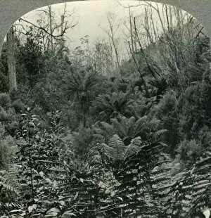 Australia Oceania Gallery: Typically Australian - Fern trees in Cawoods Gully, Apollo Bay, Victoria, Australia, c1930s