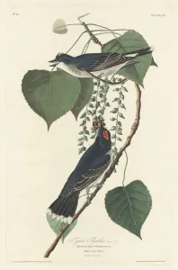 Crested Flycatcher Prints: Tyrant Flycatcher, 1830. Creator: Robert Havell