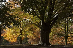 UK, London, Hampstead Heath, 2009. Creator: Ethel Davies