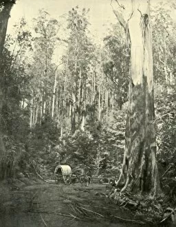 Australia Oceania Gallery: Uncle Sam, 1901. Creator: Unknown