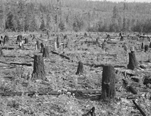 Part of uncleared land on farm on farm, Boundary County, Idaho, 1939. Creator: Dorothea Lange