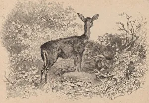 Une biche. Creator: Karl Bodmer