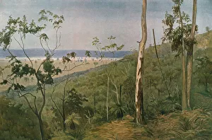 Eucalyptus Prints: Une foret d'eucalyptus en Australie (Queensland); Les Terres Du Pacifique