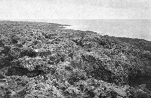 Coral Prints: Une vue des cotes coralliennes de l'Australie; Les Terres Du Pacifique