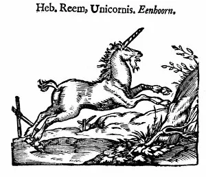 Pliny The Elder Gallery: Unicorn, 1644