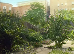 Backyard Prints: Unidentified city garden, probably in New York