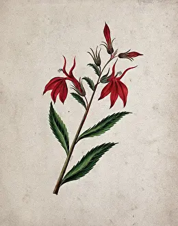 Single Stem Prints: An unidentified flowering plant, c1890s. Creator: Etanmann