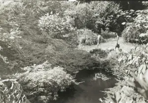 Heron Prints: Unidentified garden, between 1920 and 1930. Creator: Frances Benjamin Johnston