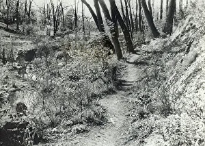 Lantern Slides 1920 Gmgpc Prints: Unidentified garden or park, c1920. Creator: Frances Benjamin Johnston