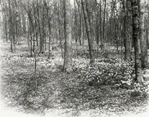 Pa German Prints: Unidentified garden or park, possibly Ronaele Manor