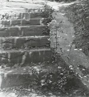 Aquilegia Prints: Unidentified house and garden, between 1910 and 1935. Creator: Frances Benjamin Johnston