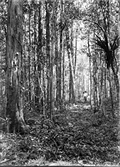 Lost Prints: Unknown man in forest of trees, c1900s