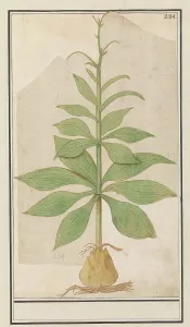 Boodt Anselmus De Prints: Unknown plant, 1596-1610. Creators: Anselmus de Boodt, Elias Verhulst