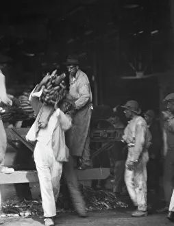 Banana Prints: Unloading bananas, New Orleans, between 1920 and 1926. Creator: Arnold Genthe