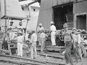 Banana Prints: Unloading bananas, New Orleans, between 1920 and 1926. Creator: Arnold Genthe