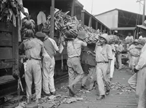 Banana Prints: Unloading bananas, New Orleans, between 1920 and 1926. Creator: Arnold Genthe
