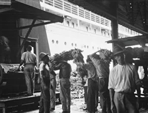 Unloading bananas, New Orleans, between 1920 and 1926. Creator: Arnold Genthe