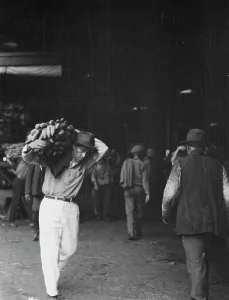 Banana Prints: Unloading bananas, New Orleans, between 1920 and 1926. Creator: Arnold Genthe