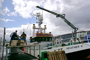 Trawler Prints: Unloading fish, Ullapool, Highland, Scotland