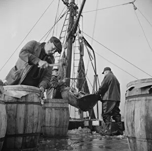 Unloading and packing fish at the Fulton fish market, New York, 1943. Creator: Gordon Parks