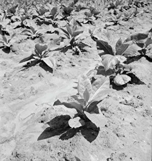 Untitled, 1935-1942. [Tobacco plants]. Creator: Unknown
