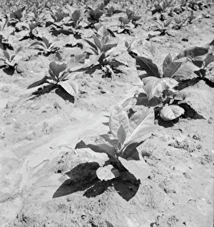 Tobacco Leaf Prints: Untitled, 1935-1942. [Tobacco plants]. Creator: Unknown