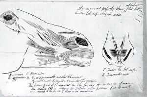(Untitled) (Anatomical Study Of Horses Head), 1878. Creator: Thomas Eakins