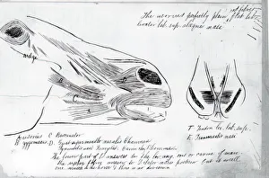Eakins Thomas Prints: (Untitled) (Anatomical Study Of Horses Head), 1878. Creator: Thomas Eakins