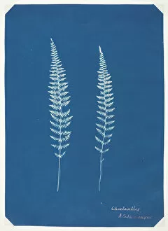 Cyanotype Collection: Untitled, c. 1850. Creator: Unknown