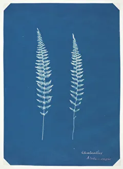 Cyathea Prints: Untitled, c. 1850. Creator: Unknown