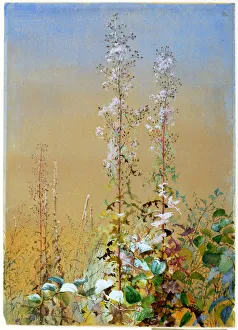 Watercolor On Paper Prints: Untitled, ca. 1876. Creator: Fidelia Bridges