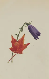 Cream Background Gallery: (Untitled), ca. 1876. Creator: Mary Vaux Walcott