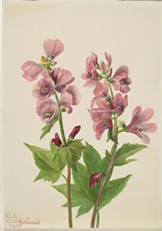 Walcott Mary Morris Vaux Prints: Untitled--Flower Study, 1939. Creator: Mary Vaux Walcott