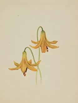 Cream Background Gallery: (Untitled--Flower Study), ca. 1876-1878. Creator: Mary Vaux Walcott