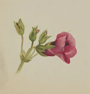 Cream Background Gallery: (Untitled--Flower Study), ca. 1876. Creator: Mary Vaux Walcott