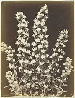 Flowering Gallery: Untitled [flowering plant], c. 1870. Creator: Constant Alexandre Famin